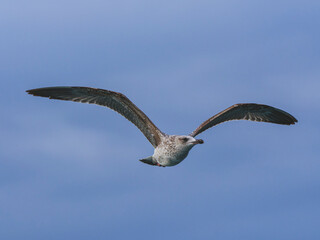 seagull flying beautiful blue sky