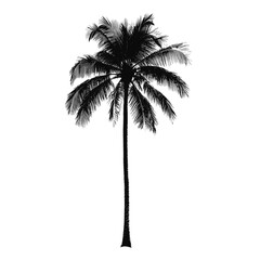 Palm tree illustration silhouette black vector
