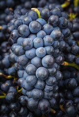 closeup of a bunch of pinot noir grapes