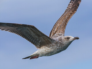 a beautiful seagull flying in the sky