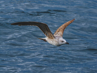 seagull flying over the sea