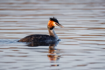 An adult great crested grebe swims in the water perpendicular to the camera lens on a sunny spring evening. 
