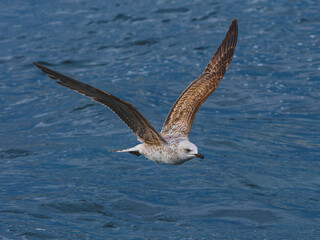 seagull flying over the sea