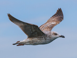 a beautiful seagull flying in the sky