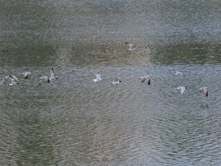 seagulls flying over the lake