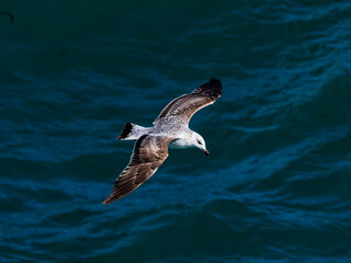seagull flying over the sea