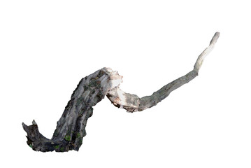 Freigestellter Ast von einen Baum, von der Sonne angestrahlt.