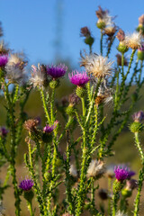 The bright purple flower of the carduus acanthoides, known as the spiny plumeless thistle, welted thistle, or plumeless thistle in front of the dark forest background
