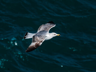 seagull flying over the sea