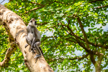 Gray hanuman langurs on a tree. Monkeys in the wild in the jungles of Sri Lanka. Troop of monkeys on trees. Wildlife scene with wild animals.