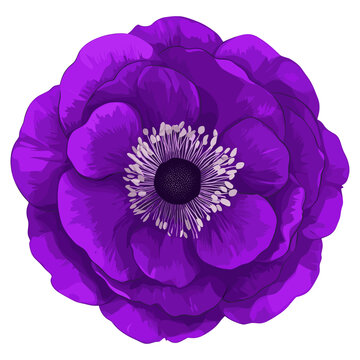 purple anemone flower isolated white background clip art preview
