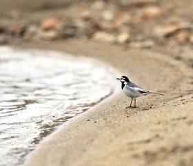 seagull on the beach