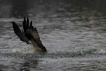 The beautiful flight characteristics of Osprey in Thailand.