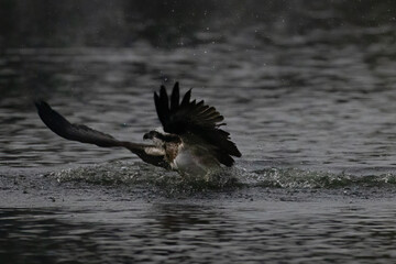 The beautiful flight characteristics of Osprey in Thailand.