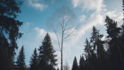 Birch tree under a clear sky in a beautiful outdoor landscape during winter and autumn