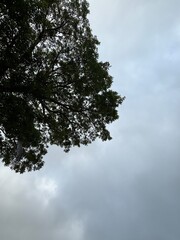 trees and sky