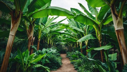 Stages of banana plant growth with expansive leaves in a controlled environment showcasing vibrant natural textures