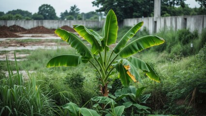Obraz premium Lush banana plant flourishing in an overgrown lot, highlighting nature's beauty.