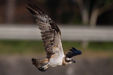 The beautiful flight characteristics of Osprey in Thailand.