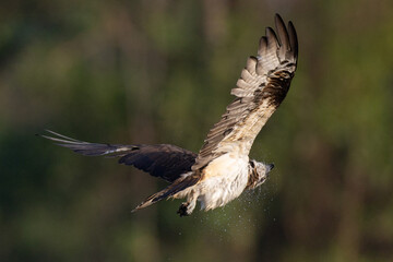 The beautiful flight characteristics of Osprey in Thailand.