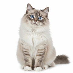 Gorgeous Blue Eyed Cat with White Paws in a Stunning Scene