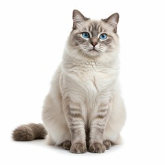 Fototapeta premium Regal Blue Eyed Cat with Tabby Markings in Elegant Stance