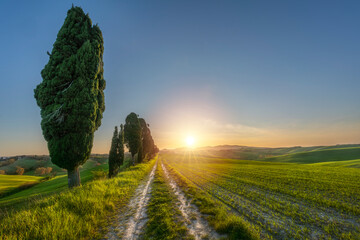 Country road and cypress trees in Orciano Pisano countryside. Pisa,Tuscany, Italy
