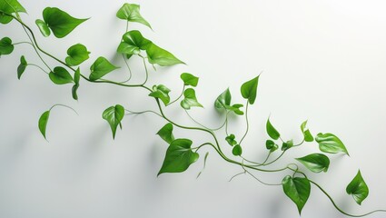 Obraz premium Tropical jungle vines with wild morning glory leaves isolated on background
