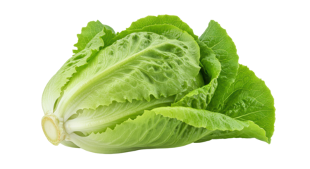 Isolated Fresh Romaine Lettuce Head