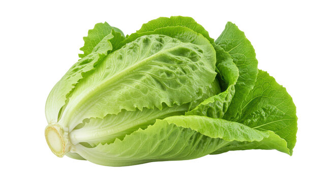 Isolated Fresh Romaine Lettuce Head