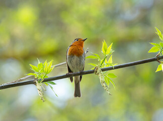 European Robin (Erithacus rubecula) sits on the branch