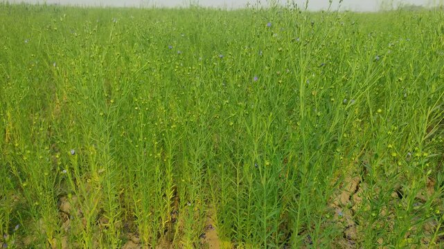 Flax (Linum usitatissimum), also known as common flax or linseed, is a member of the genus Linum in the family Linaceae. It is a food and fiber crop cultivated in cooler regions of the world.