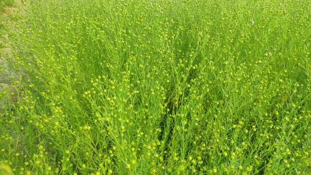 Flax (Linum usitatissimum), also known as common flax or linseed, is a member of the genus Linum in the family Linaceae. It is a food and fiber crop cultivated in cooler regions of the world.