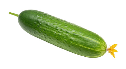 Isolated Fresh Green Cucumber with Stem and Blossom