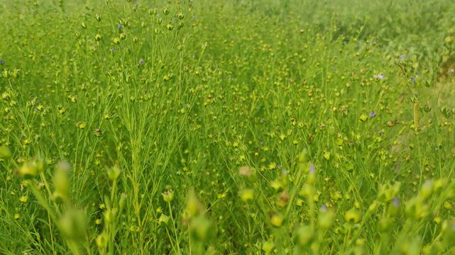 Flax (Linum usitatissimum), also known as common flax or linseed, is a member of the genus Linum in the family Linaceae. It is a food and fiber crop cultivated in cooler regions of the world.