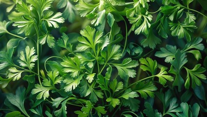 Fototapeta premium Wild parsley plant and parsnip green leaves texture with fresh herb sprouts close-up.