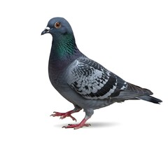 Fototapeta premium Isolated pigeon on a white space