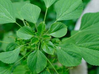 Acalypha indica of Indian acalypha also know as Indian Mercury or Indian Nettle. It is known for its medicinal use and the attraction of its root to domestic cats similar properties to catnip.