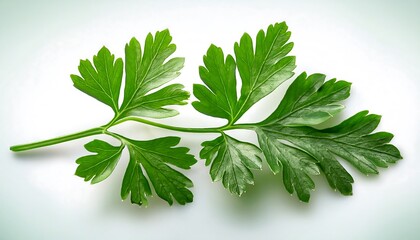 Fresh Parsley Sprig Green Herb Leaves Culinary Ingredient Food Photography