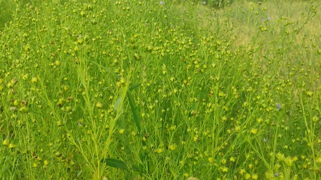 Flax (Linum usitatissimum), also known as common flax or linseed, is a member of the genus Linum in the family Linaceae. It is a food and fiber crop cultivated in cooler regions of the world.