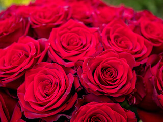 Obraz premium Extreme close-up of fresh red roses showing detailed petals and rich texture, tightly arranged in a bouquet.