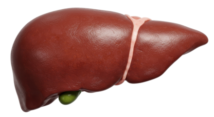 Isolated Realistic Human Liver Anatomy Illustration