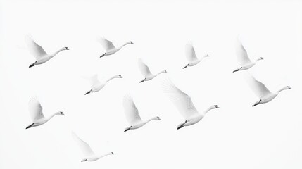 Fototapeta premium Flock of swans flying gracefully in the clear sky during late afternoon hours