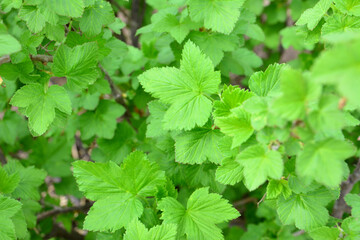 Close-up of lush green leaves on a bush