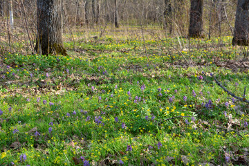 Vibrant Forest Floor in Springtime with yellow and purple flowers