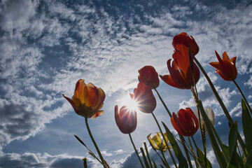 Obraz premium Rote Tulpen unter der Sonne