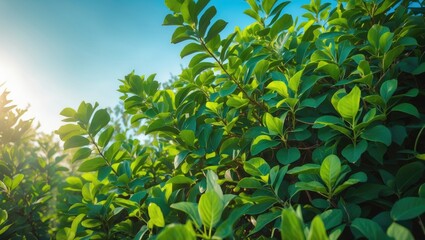 Obraz premium Bright green leaves of Natal Plum plant thriving in the sun