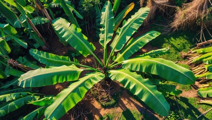 Obraz premium Banana plant thriving in its natural habitat