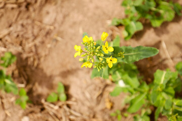 rapeseed field in bloom, rapeseed field, rapeseed flower in hand, bee on the rapeseed flower, past blooms