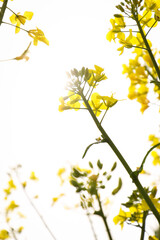 rapeseed field in bloom, rapeseed field, rapeseed flower in hand, bee on the rapeseed flower, past blooms